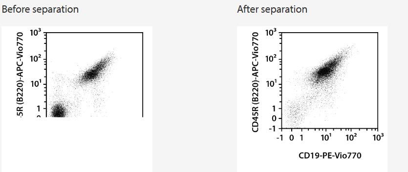 A single-cell suspension from mouse spleen was prepared using the gentleMACS Dissociator. CD19+ B cells were isolated from this single-cell suspension using the CD19 MicroBeads, and autoMACS Pro Separator. Cells were fluorescently stained with REAfinity Antibodies CD45R (B220)-APC-Vio 770 (clone REA755), mouse, and CD19-PE-Vio770, mouse (clone REA749) and analyzed by flow cytometry using the MACSQuant Analyzer. Viable leukocytes were gated for analysis based on scatter signals and 7-AAD Staining Solution fluorescence.
